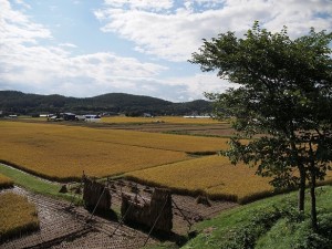 yamadas-rice-fields-978738_1280